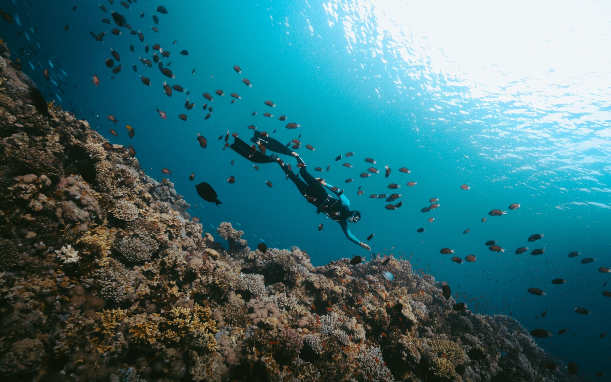 A freediver gliding over a sunlit coral reef in the clear water of the Red Sea in Dahab